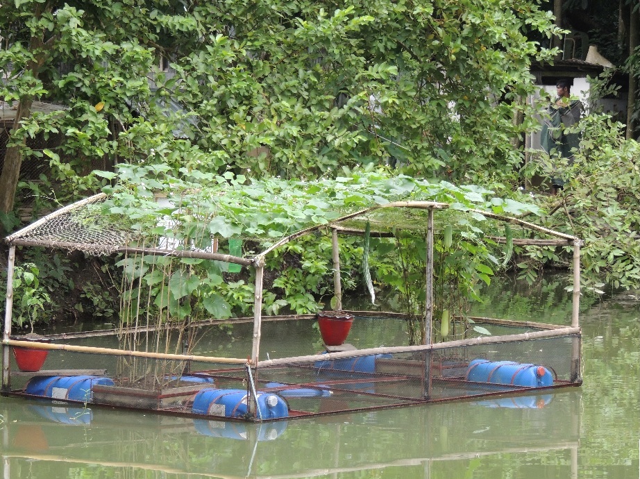 an integrated floating cage-aquaponics system in Barisal, Bangladesh 